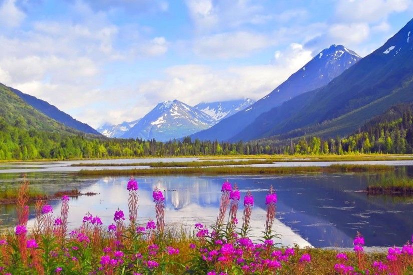Peninsula Tag - Clouds Springtime Kenai Tern Flowers Peaks Alaska Forest  Peninsula Wildflowers Lake Mountains Beautiful