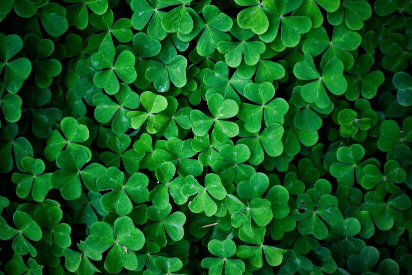 Mobile Four Leaf Clover Pictures - HDQ Cover. 2560x1707 1.145 MB