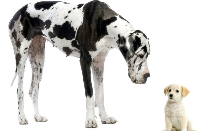 hd pics photos dalmatian dog puppy pet animals hd quality desktop background  wallpaper