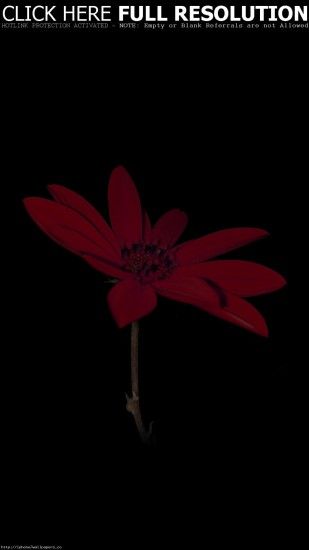 Flower Red Nature Art Dark Minimal Simple Android wallpaper - Android HD  wallpapers