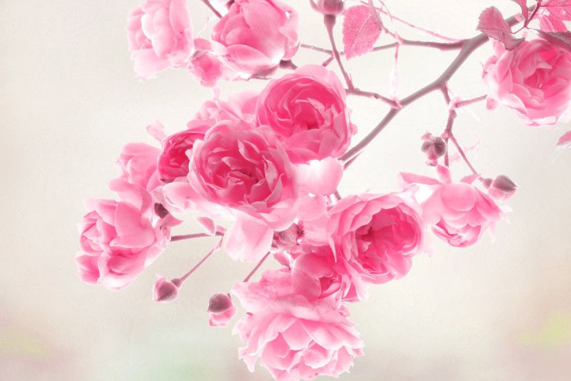 Pink Flower Wallpapers 25390