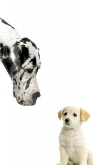 1080x1920 Wallpaper dalmatian, puppy, adult