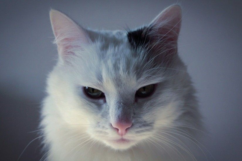 Free Download White Cats HD Wallpaper
