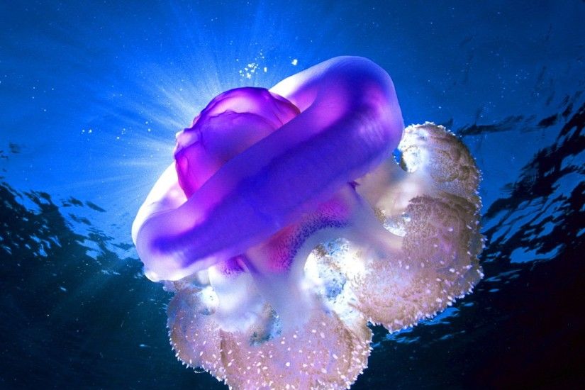 Jellyfish Under Sea wallpapers Wallpapers) – Wallpapers