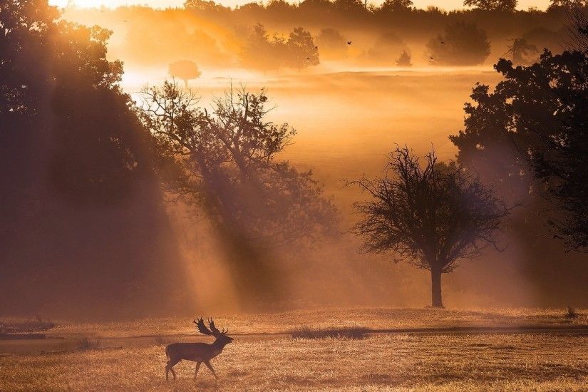 Sunlight Tag - Landscapes Fog Animals Elk Sunrise Antlers Light Sunbeam  Fields Trees Nature Sunlight Bright