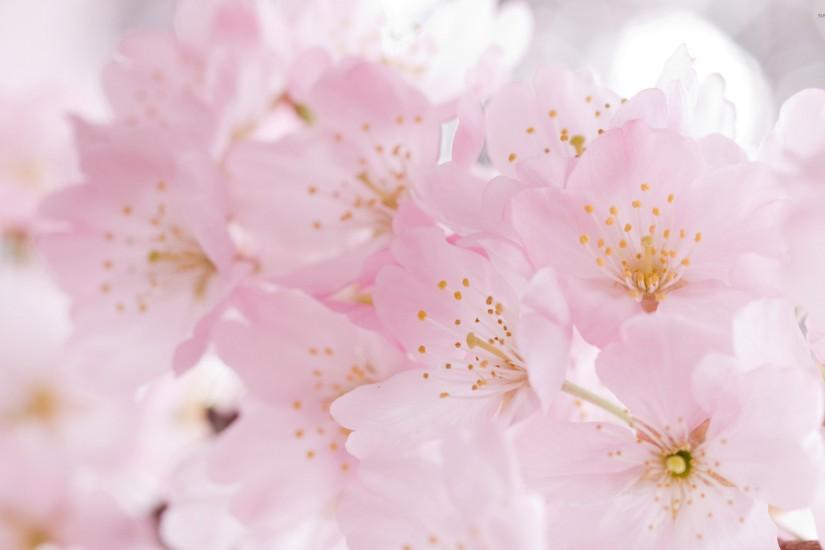 cherry blossom wallpaper 2560x1600 for android