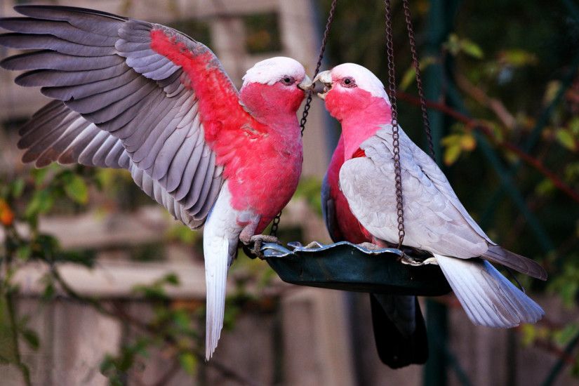 Awesome Love Birds Wallpapers HD Images