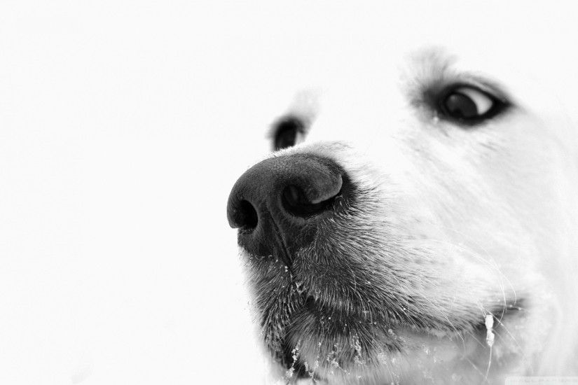 Animals Wallpaper: Black And White Dog Wallpapers Picture for HD Wallpaper  Desktop