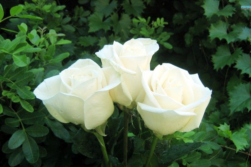 White Rose Beautiful Flower Wallpaper