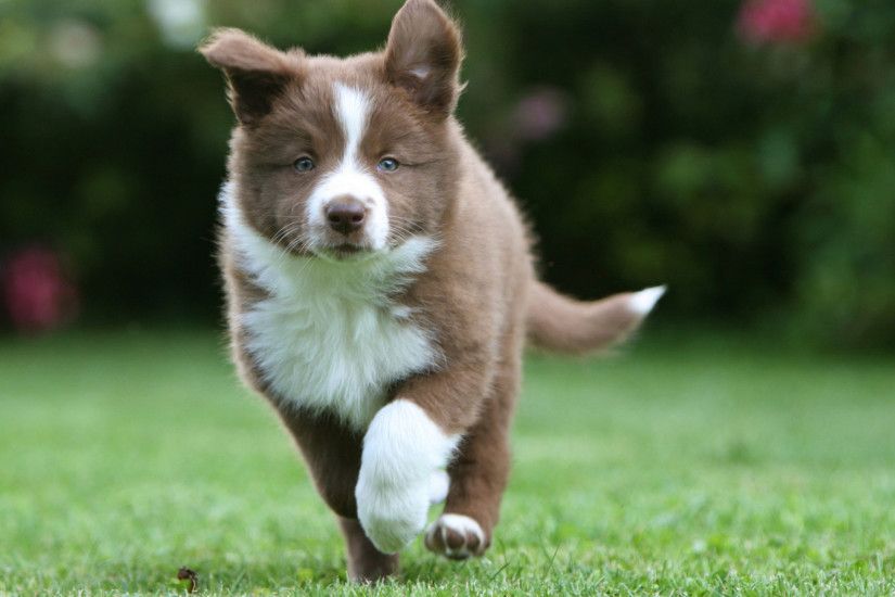 2560x1440 Wallpaper border collie, puppy, running, grass