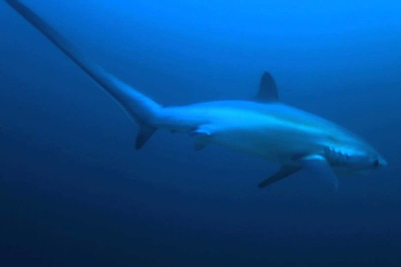 Closest encounter a beautiful Thresher Shark