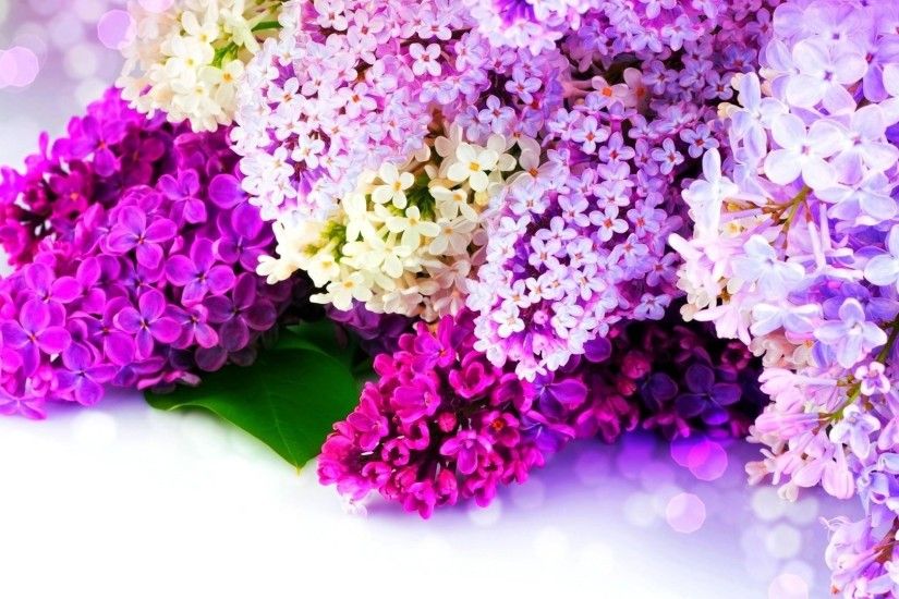 Preview wallpaper lilac, sidetrack, spring, glare 1920x1080