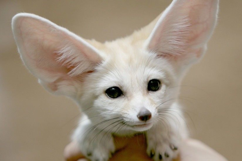 Fennec Tag - Fennec Fox Animals African Cute Animal Wallpapers For Desktop  Background Full Screen for