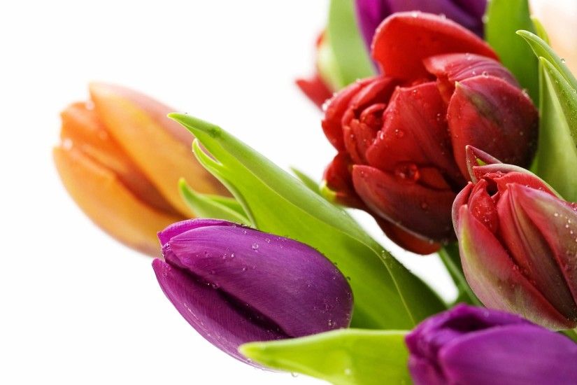 Tulip Flower Bouquets For Weddings Wallpaper | FlowerHDWallpaper