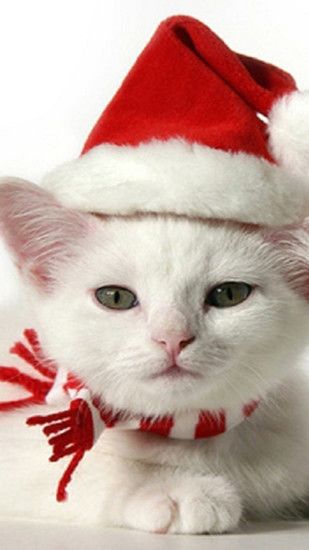 Cute Kitten With Christmas Hat