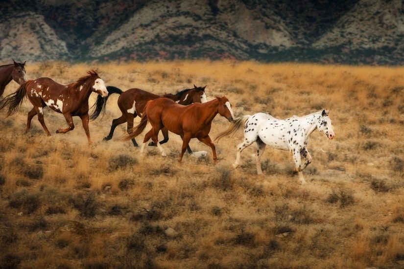 Running Horses Wallpaper, Animals | HD Wallpapers Desktop