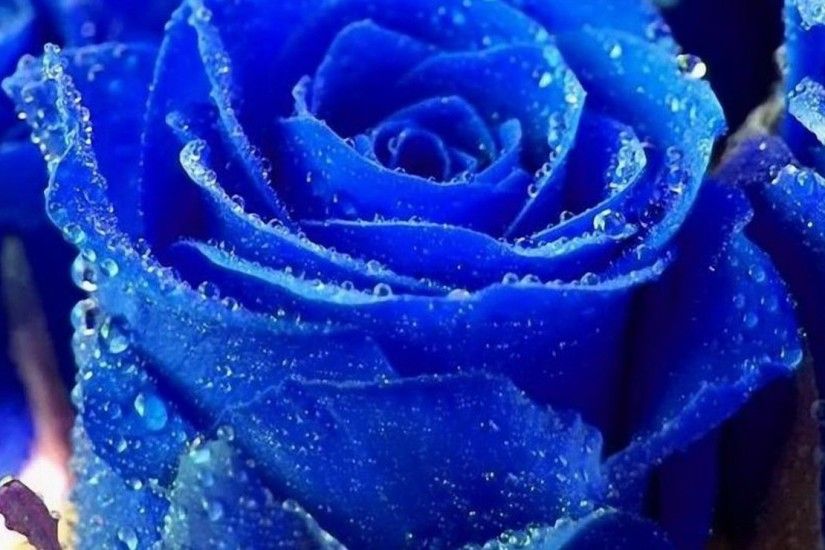 Nature-Flowers-Blue-rose-covered-with-dew-wallpapers-