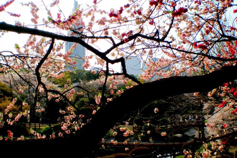 Shinjuku Gyoen Japan Flowers Japanese Sakura Nature Blossom Scenery Cherry  Spring Tokyo Park Garden Desktop Wallpapers - 3072x2304