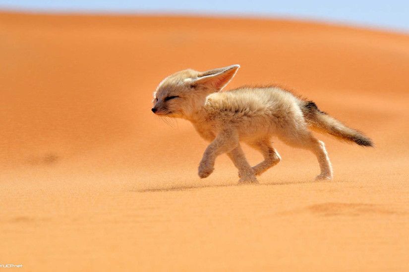 Fox in Sahara Desert Wallpaper