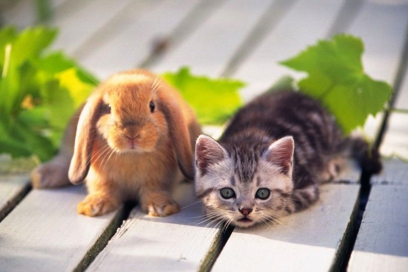 cat rabbit cute animal wallpaper Wallpaper