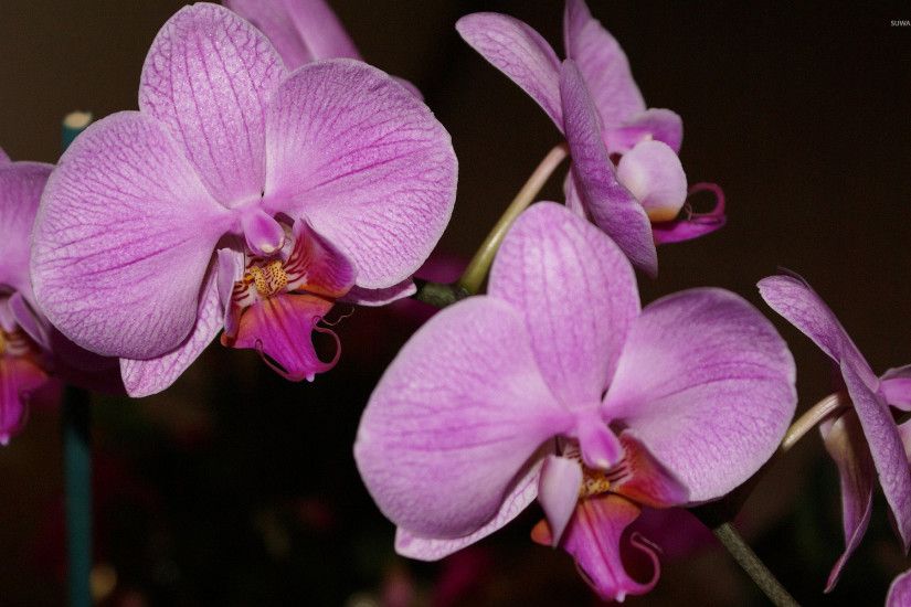 Purple orchids [2] wallpaper