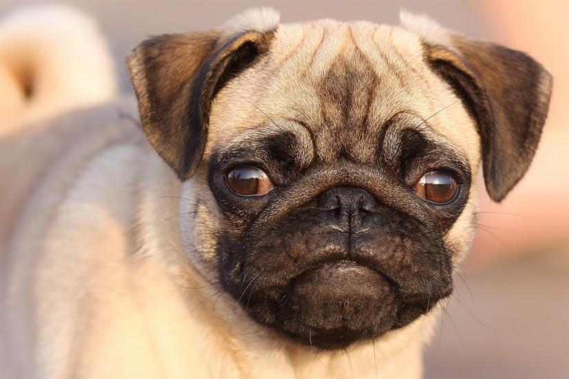 Preview wallpaper pug, face, eyes, puppy, dog 1920x1080