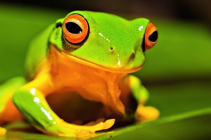 Nature-Animals-Frog-Green-Wallpaper