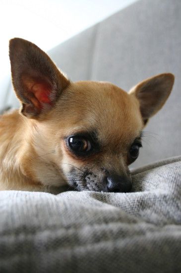 Chihuahua dog lovers images Chihuahua HD wallpaper and background photos
