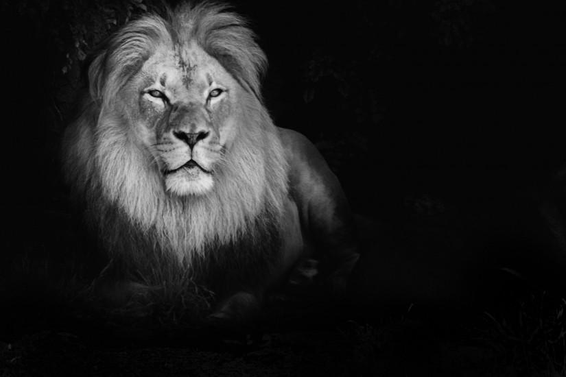 Lion Wallpaper Black And White Wallpaper Images with HD Wide Wallpapers