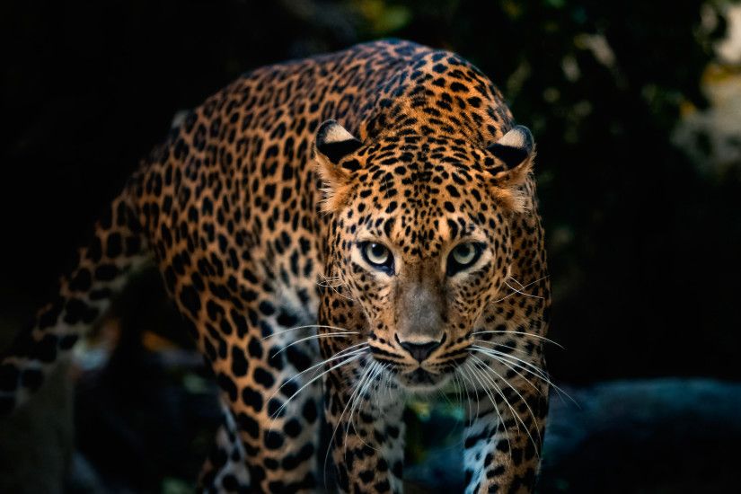 Awesome Leopard Background 18407
