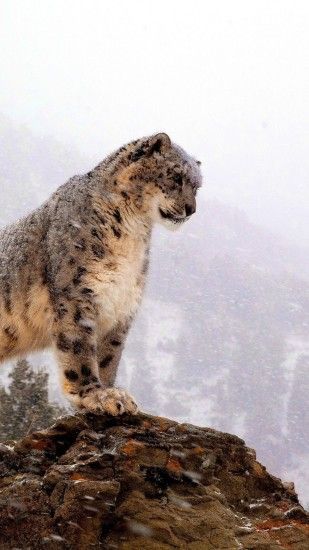 1440x2560 Wallpaper snow leopard, top, big cat, predator