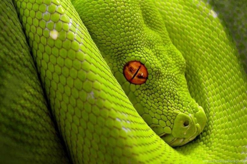 Lime Green Snake Wallpapers Download Wallpapers (