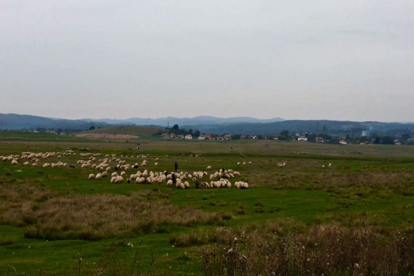 Sheeps on green meadow with mountain on the background Stock Video Footage  - VideoBlocks
