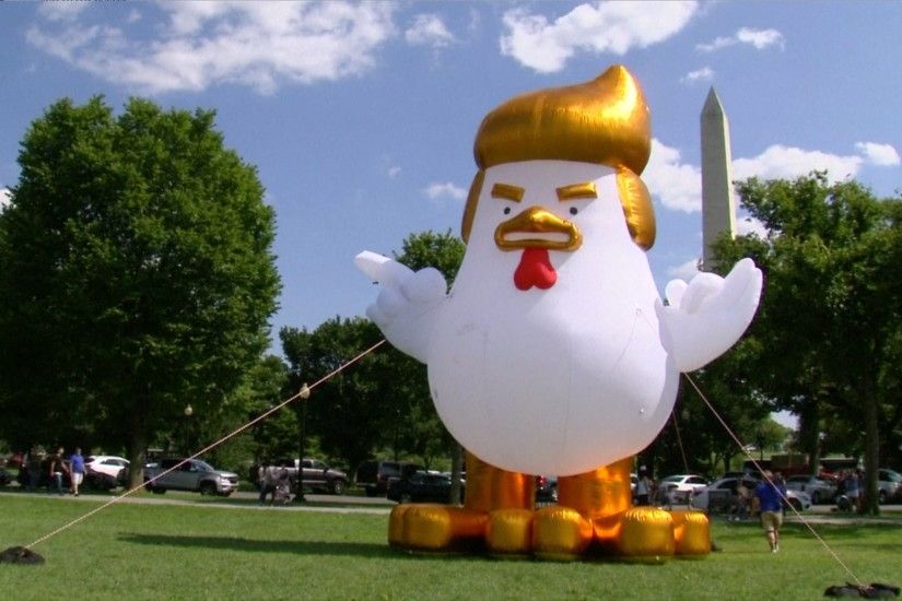 Giant inflatable chicken with golden hair appears outside the White House.  (@SaysHummingbird /