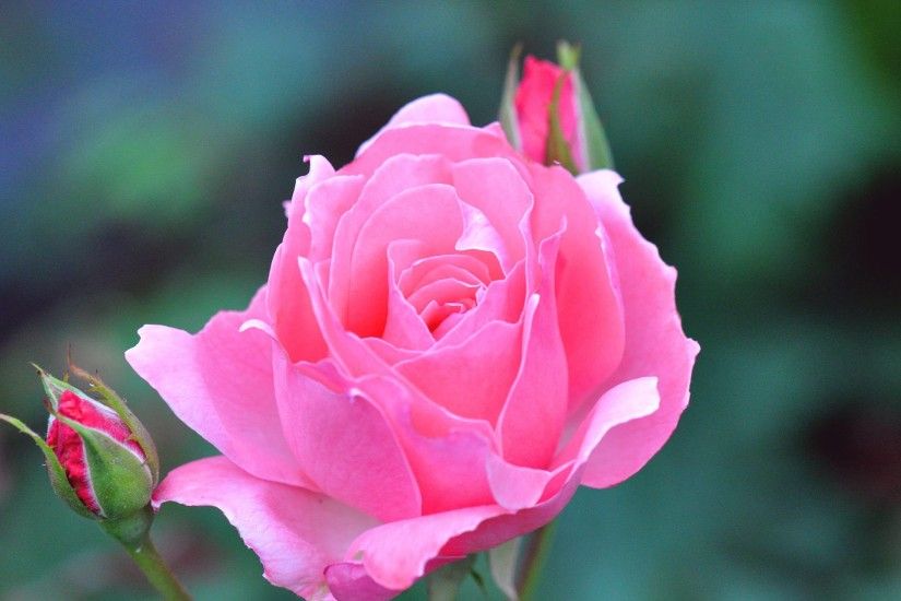 Flowers Rose Beauty Single Pink Bud Flower Full HD Wallpaper for