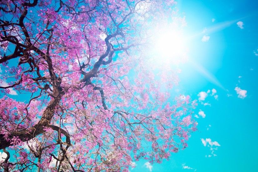 Cherry Blossom Flower Wallpaper Collection HD
