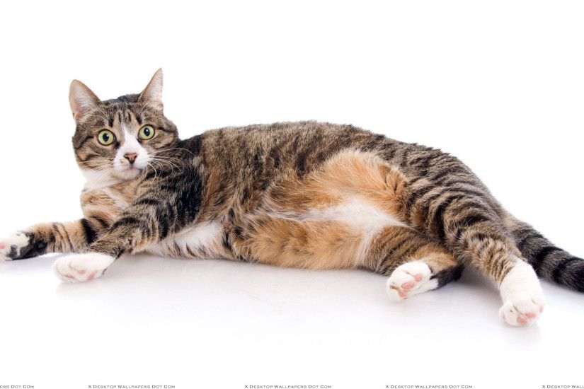 You are viewing wallpaper titled "Naughty Cat Laying Pose And White  Background" ...