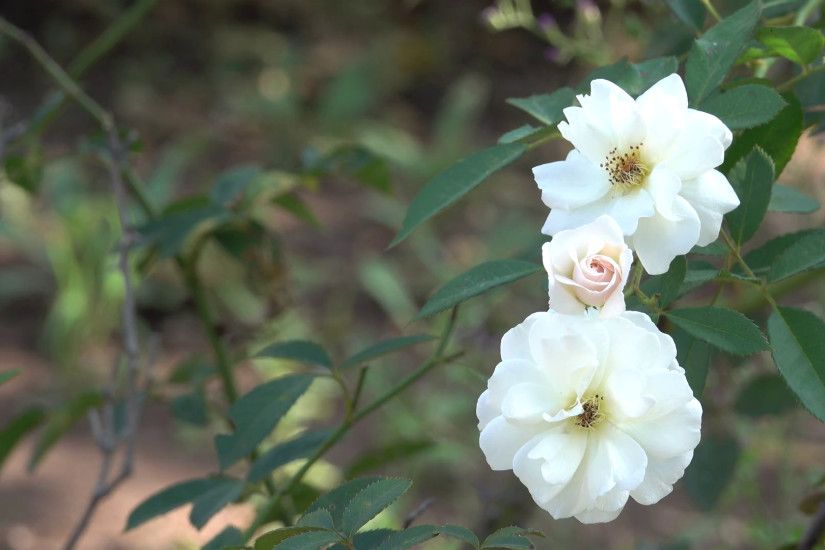 Most Beautiful White Roses 4K Bokeh Effect Flowers Background Stock Video  Footage - VideoBlocks