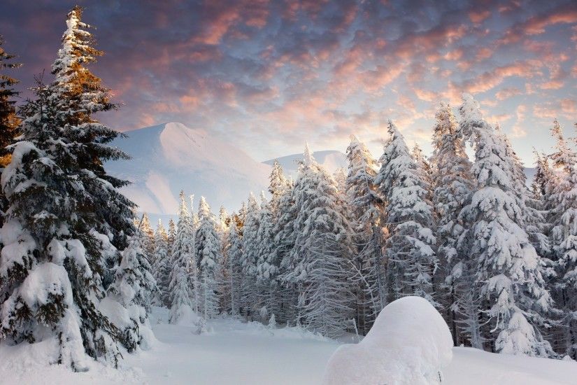 Winter: Winter Forest Snow Trees Path Night Desktop Wallpaper for .