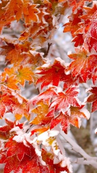 Winter leaves cellphone wallpaper lock screen, snow, Forrest, Autumn leaves,  orange,