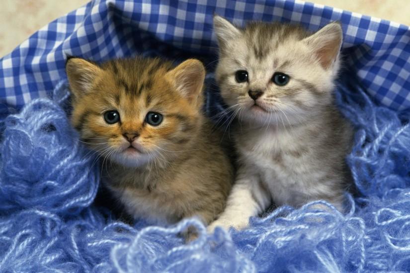 Wallpapers For > Cute Kittens Wallpapers For Mobile