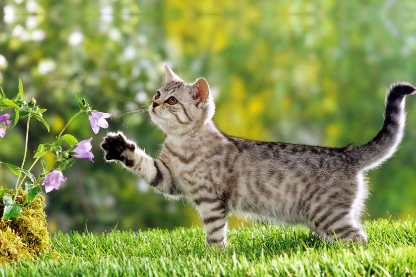 Beautiful garden cute persian kitty kitten with flowers hd wallpaper  desktop.