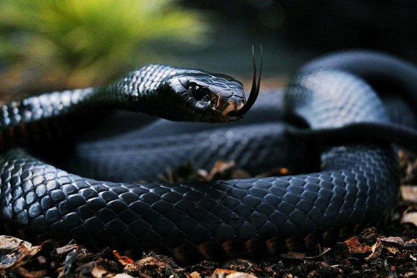 1920x1080 snakes images Snake HD wallpaper and background photos. Download  Â· HD Snakes Wallpapers ...