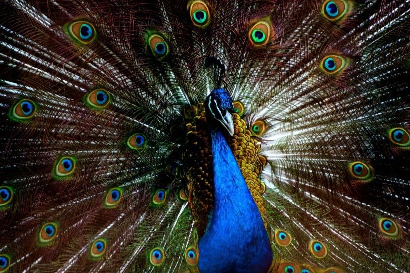 beautiful peacock feather, HD Desktop Wallpaper, widescreen or .