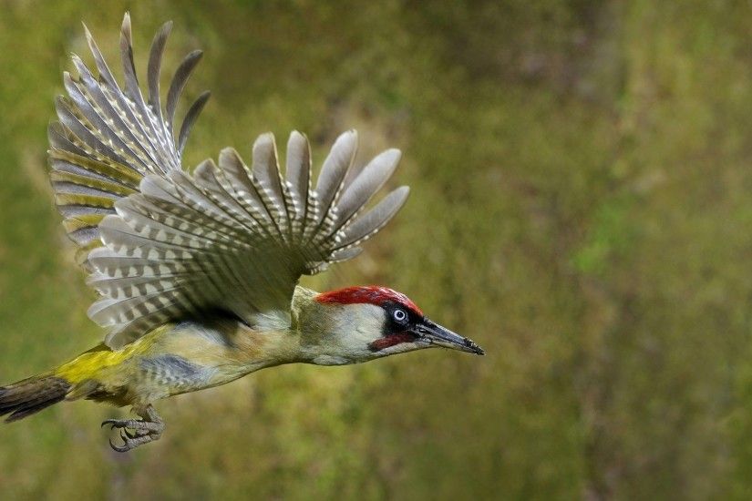 Woodpecker HD Wallpaper. Woodpecker