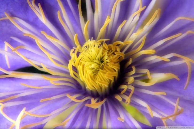 Flower Close-Up