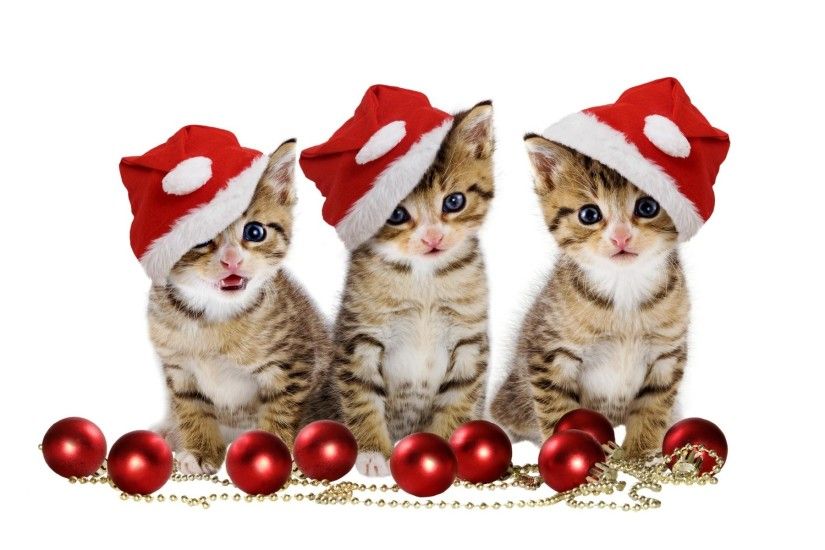 christmas-kittens-holiday-hd-wallpaper-