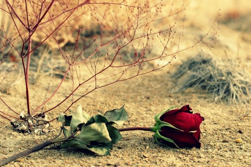 flower flower flower rose red rose leaves leaves branches background  wallpaper widescreen full screen widescreen hd