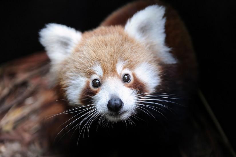 Red panda Wallpapers Pictures Photos Images. Â«