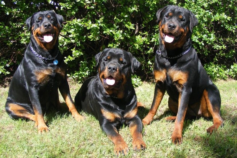 colorful pictures of rotties | Wallpapers Dogs Rottweilers Pack 2048x1536 |  #883994 #dogs